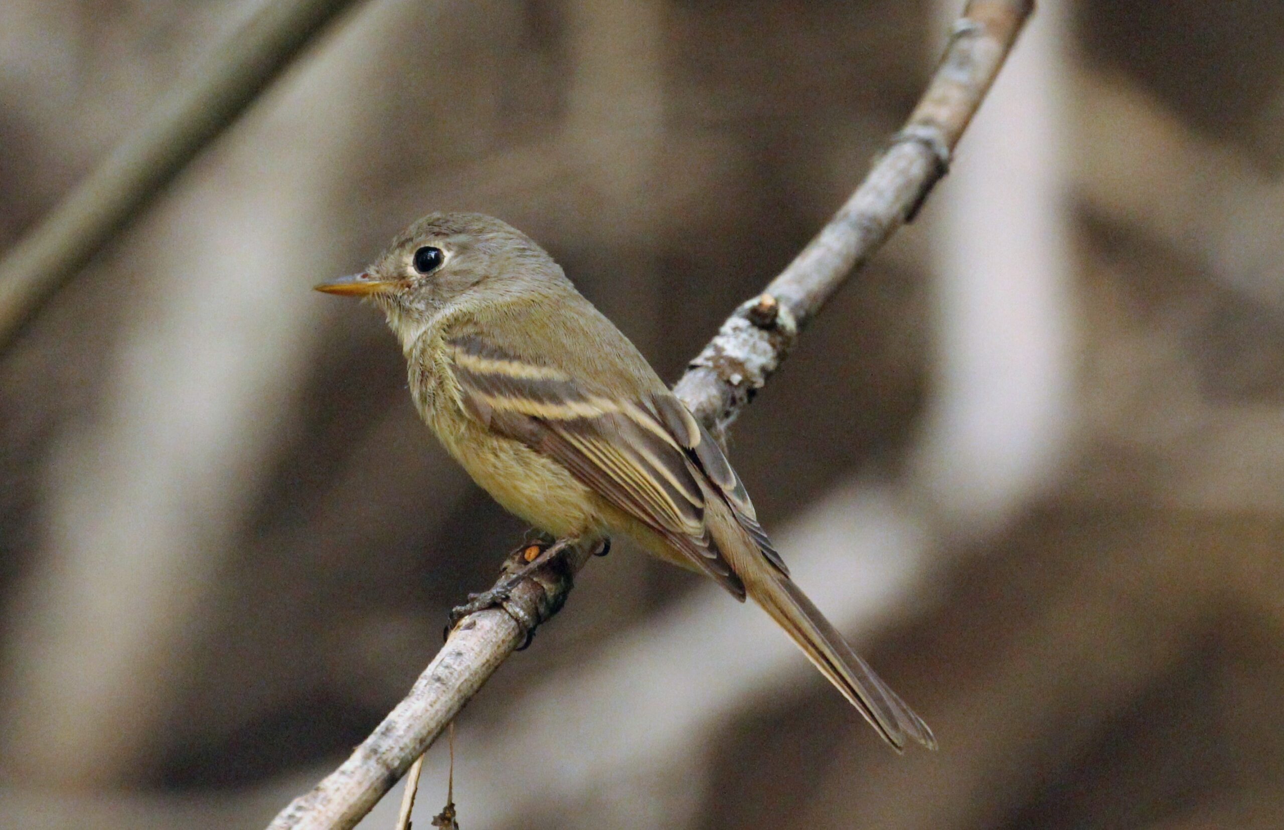 Dusky Flycatcher