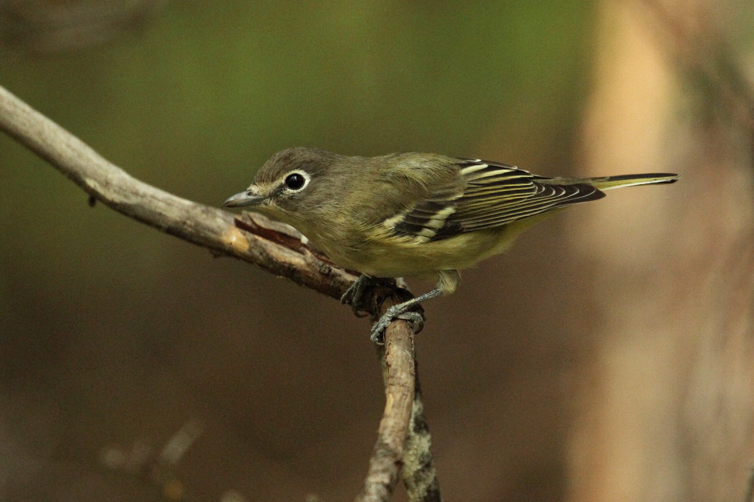 Cassin’s Vireo