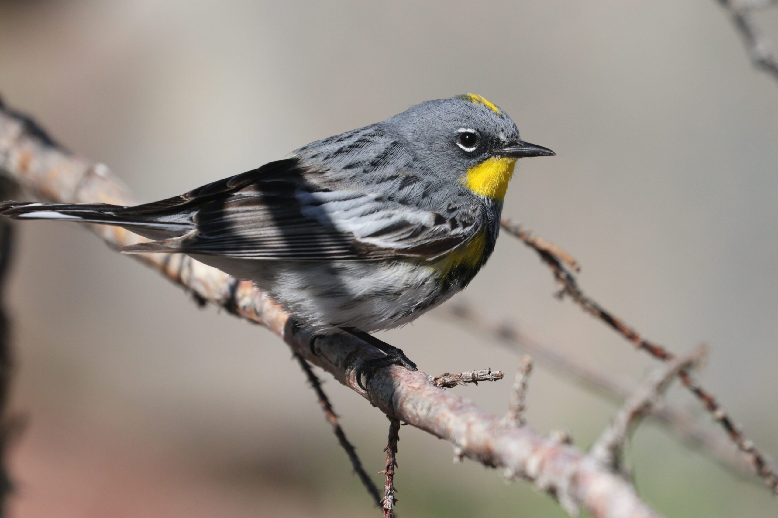 Yellow-rumped Warbler