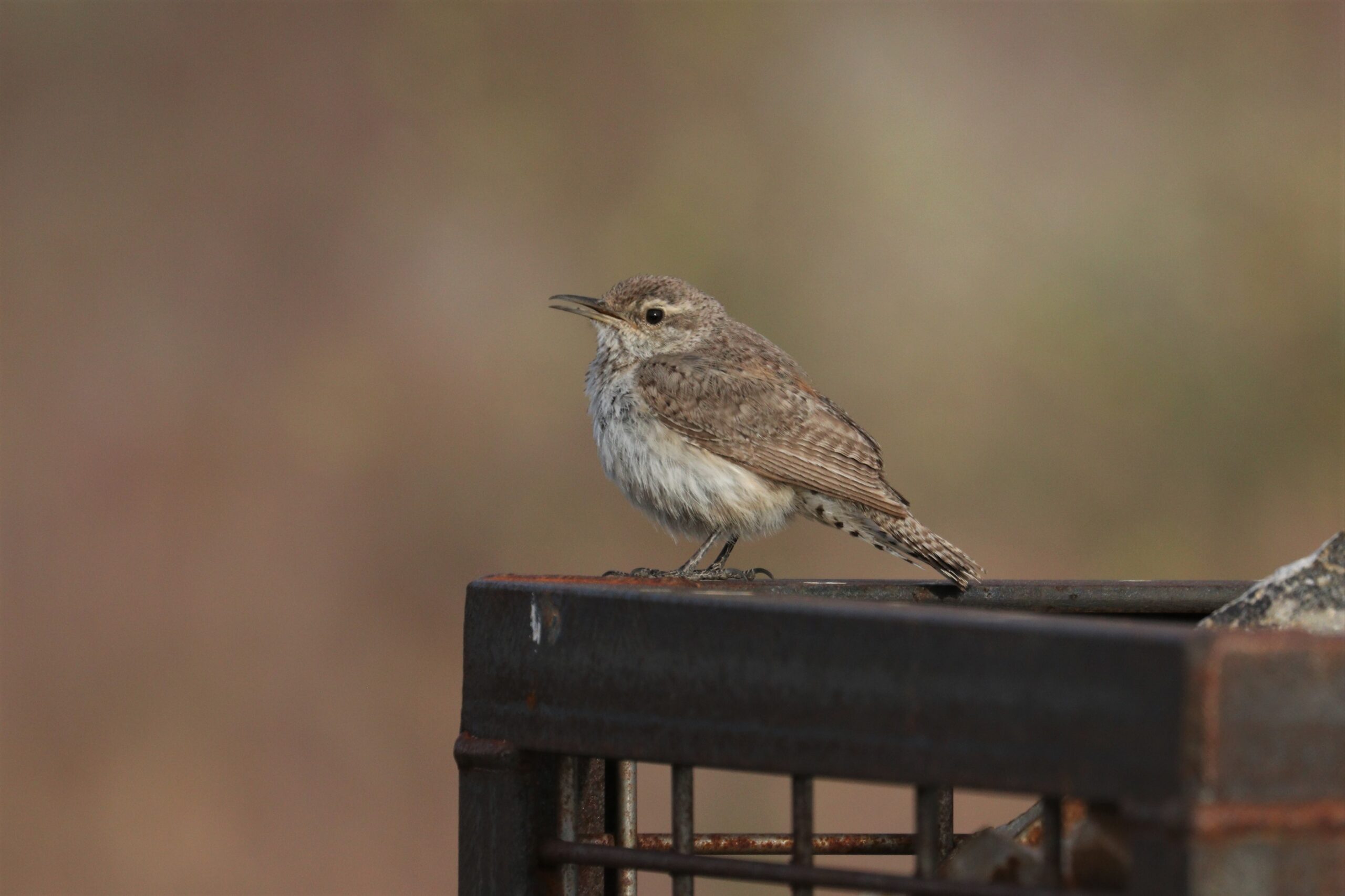 Rock Wren