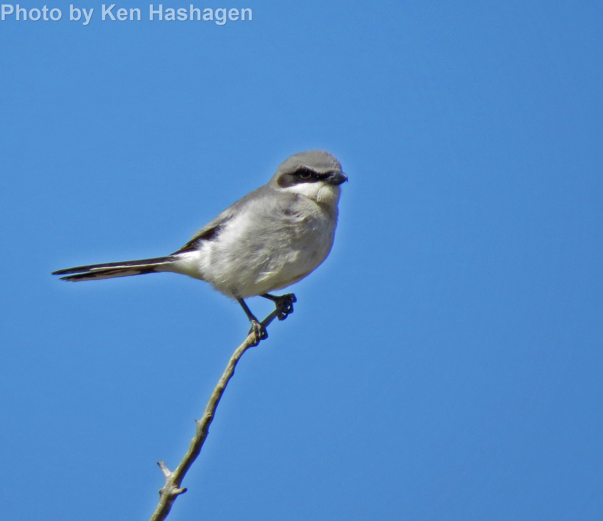 Loggerhead Shrike