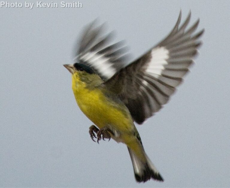 Lesser Goldfinch