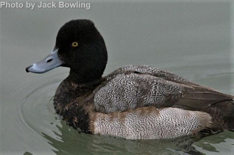 Lesser Scaup