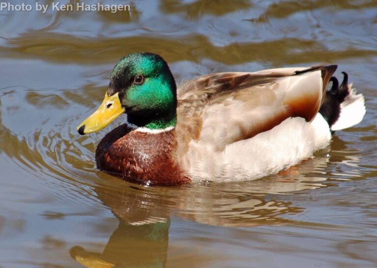 Mallard