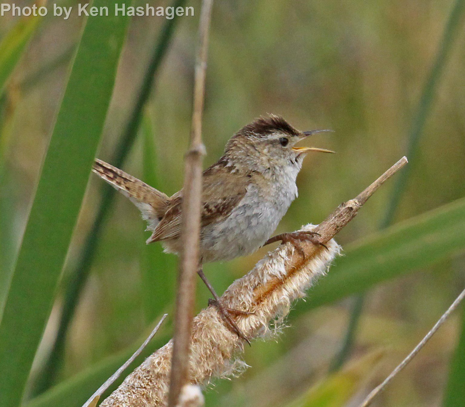 Marsh Wren