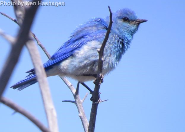 Mountain Bluebird