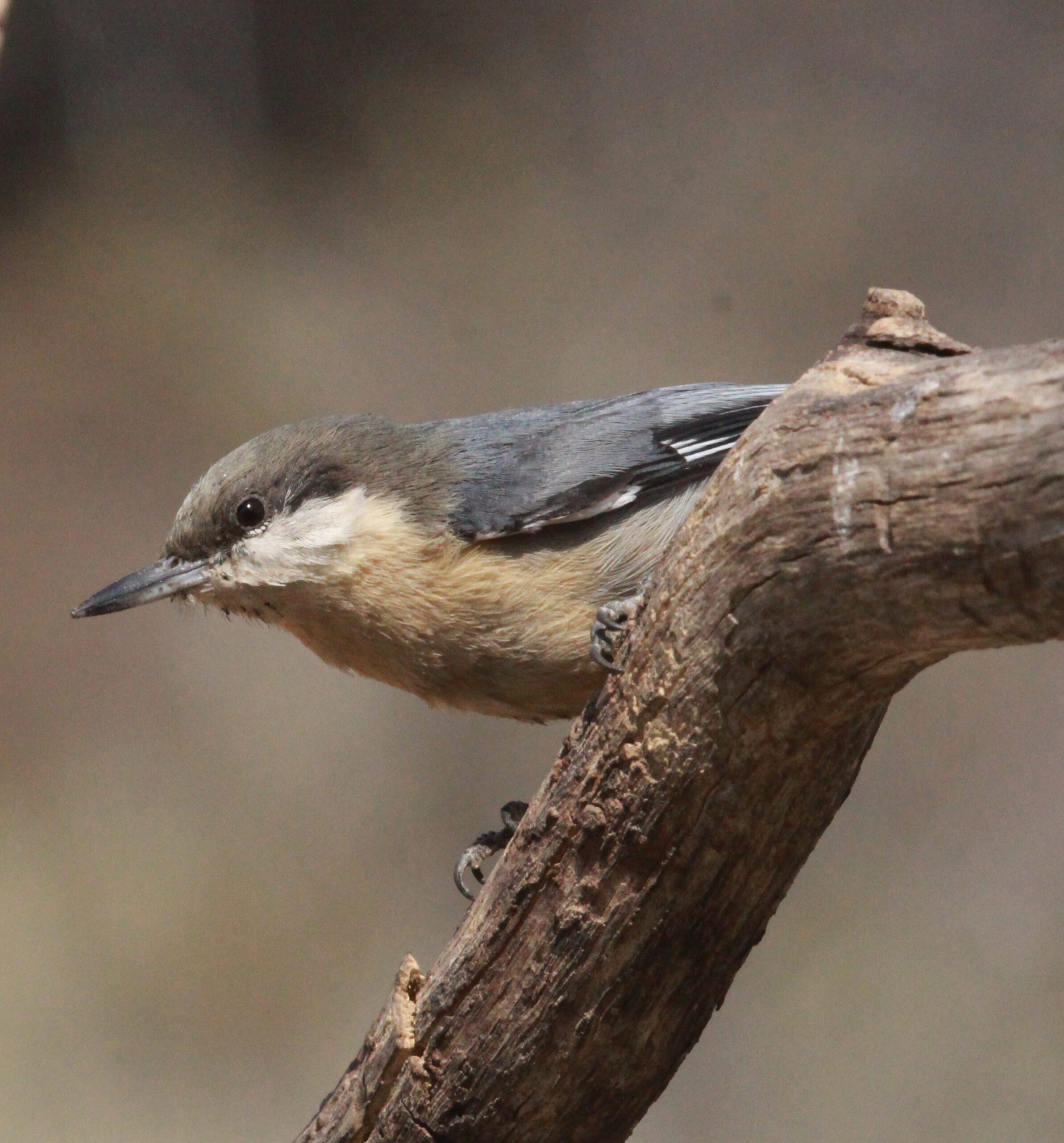 Pygmy Nuthatch