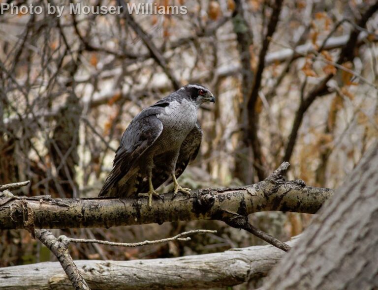 Northern Goshawk