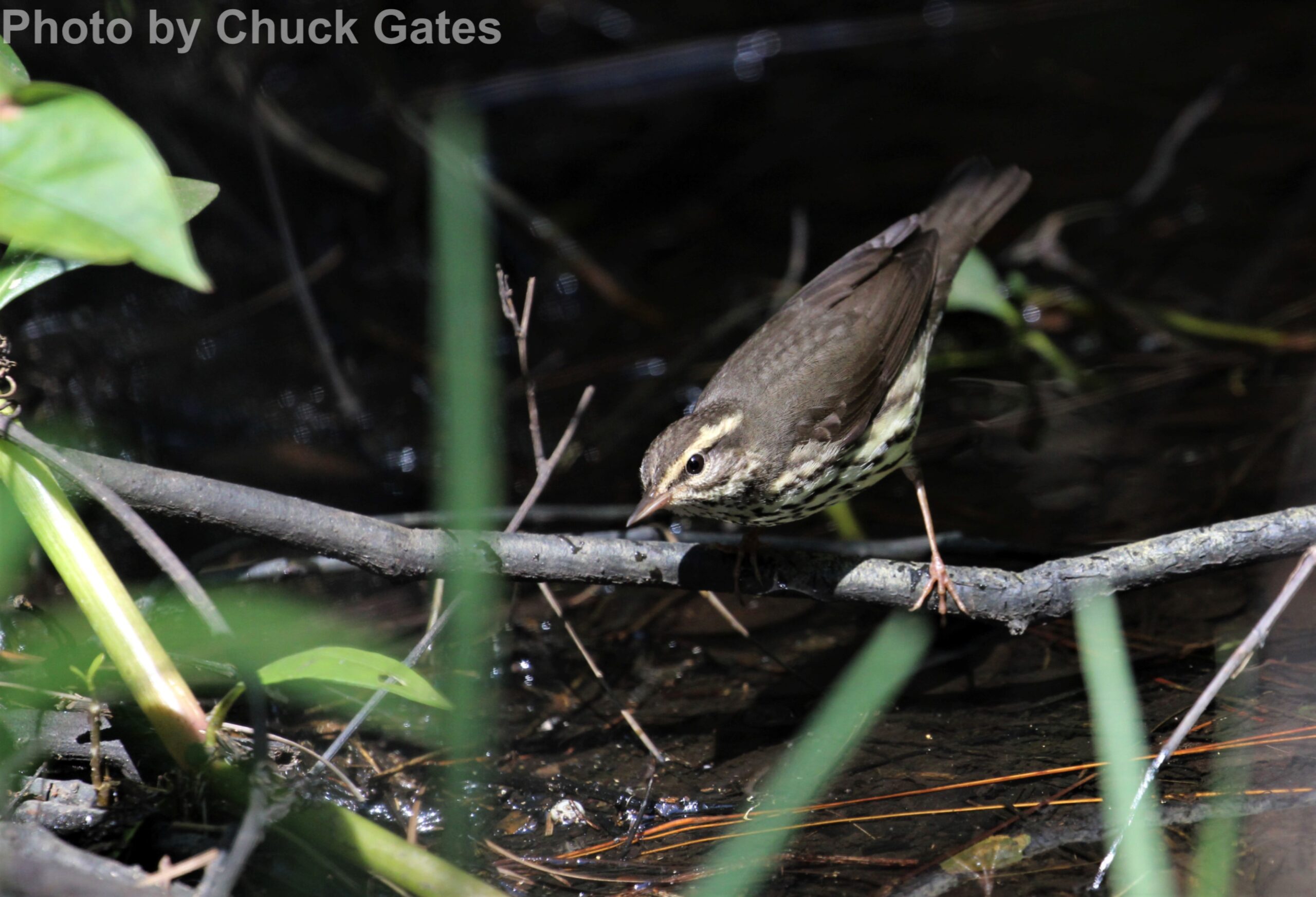 Northern Waterthrush