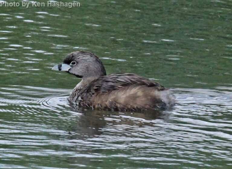 Pied-billed Grebe