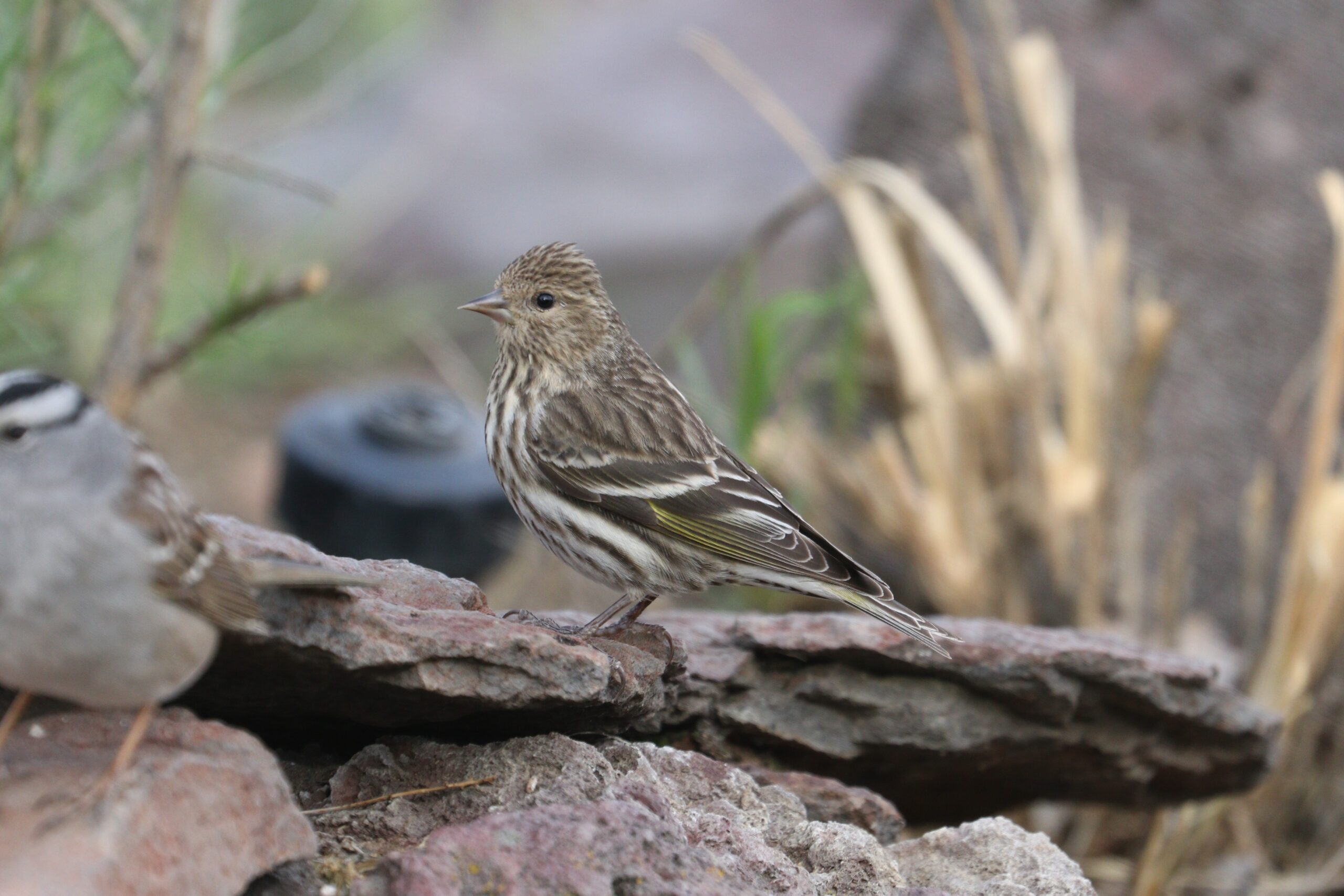 Pine Siskin