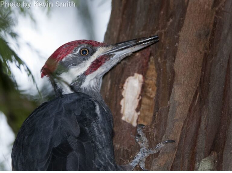 Pileated Woodpecker