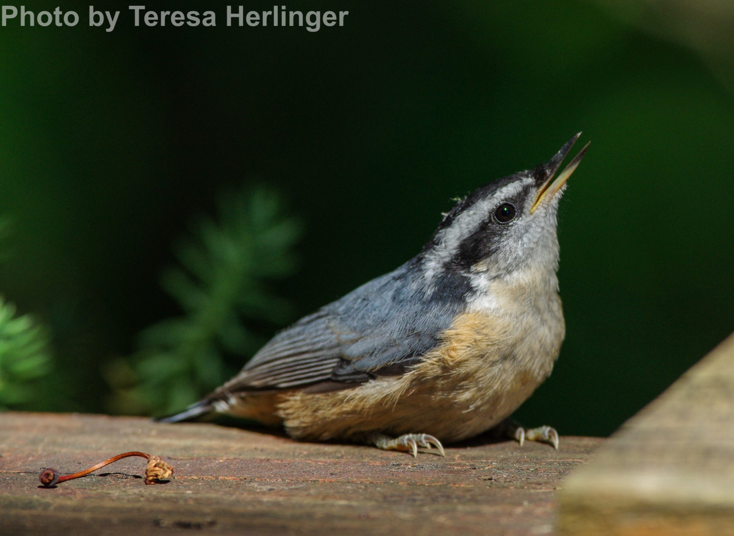 Red-breasted Nuthatch