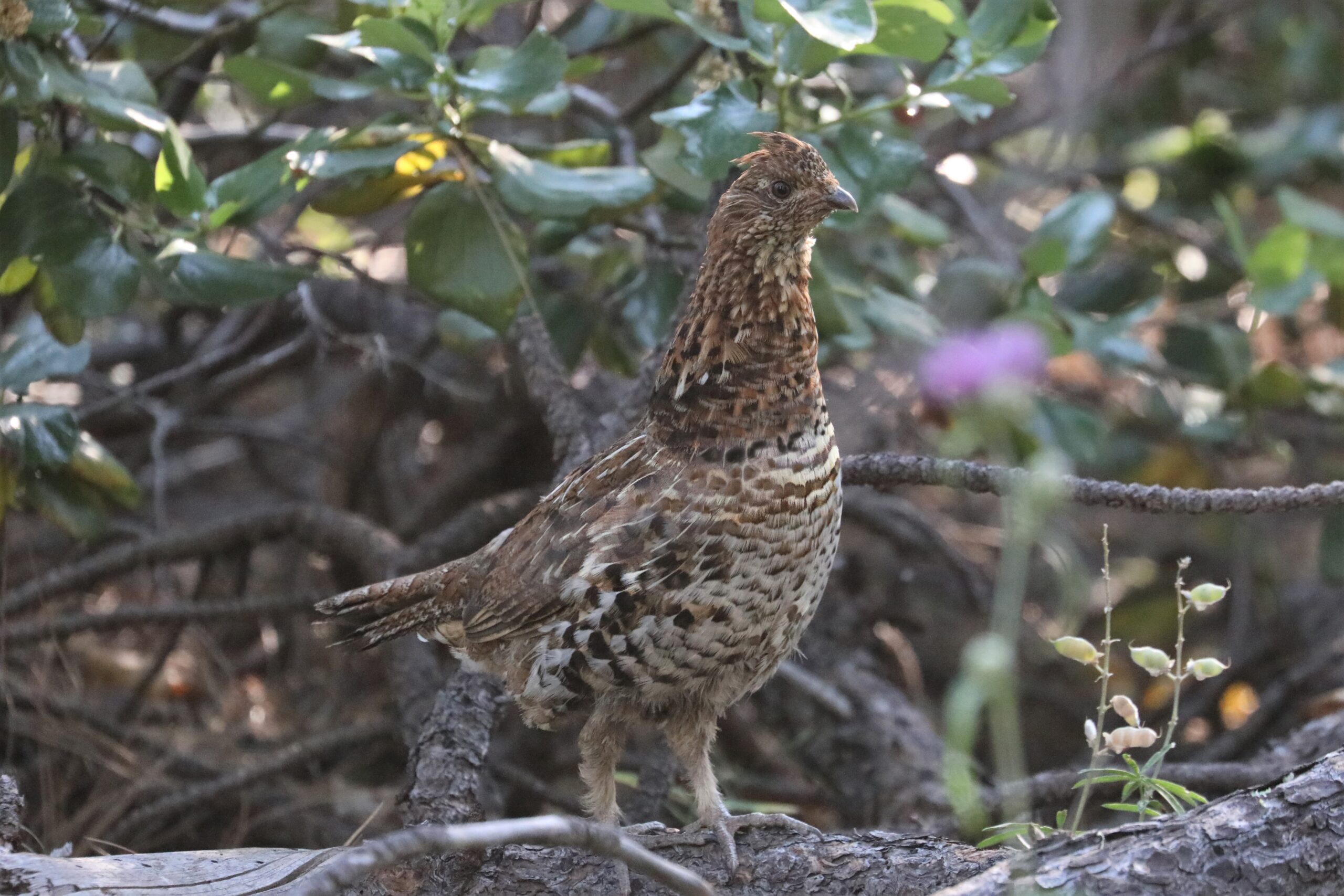 Ruffed Grouse