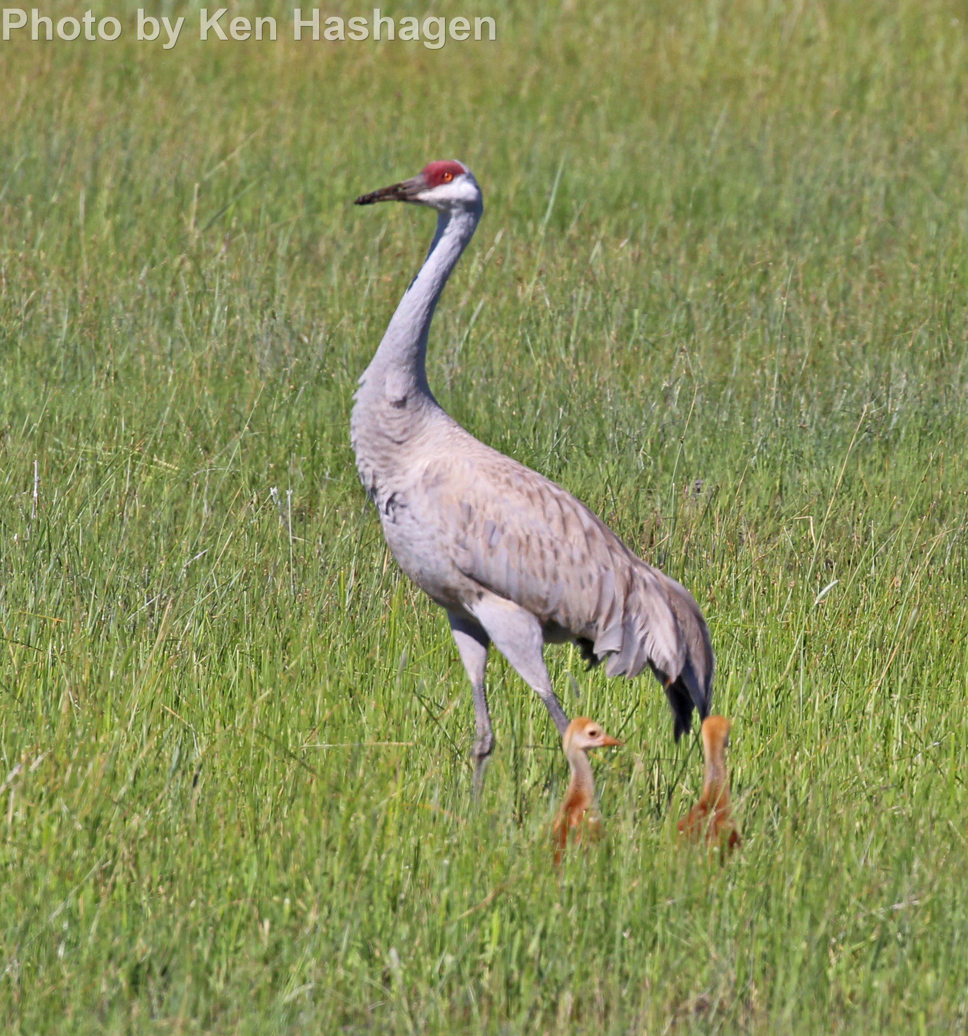 Sandhill Crane