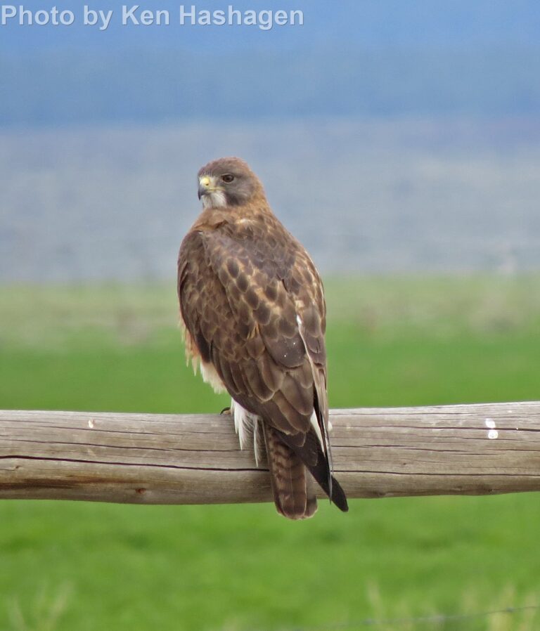 Swainson’s Hawk