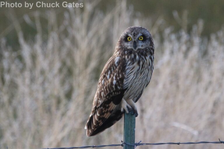 Short-eared Owl