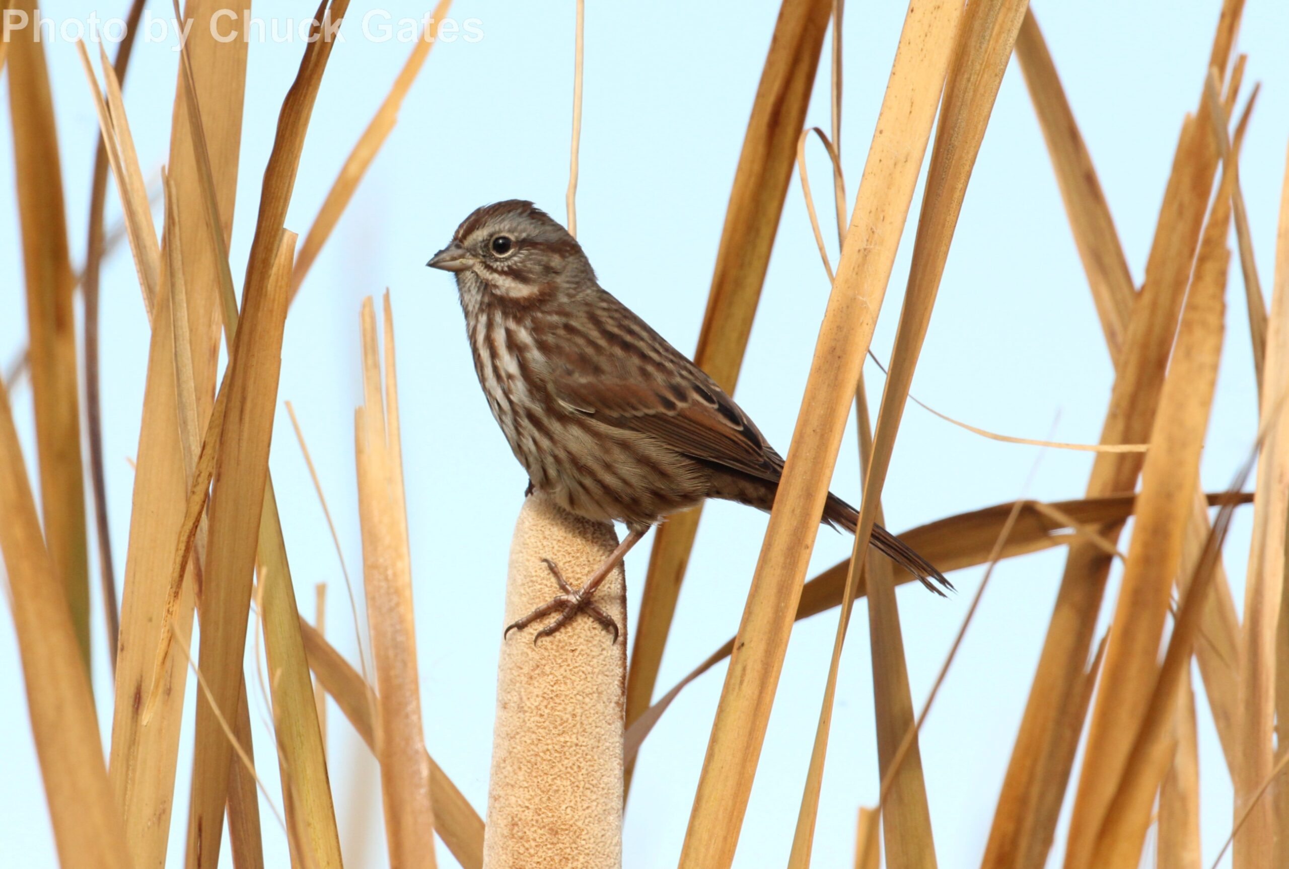 Song Sparrow