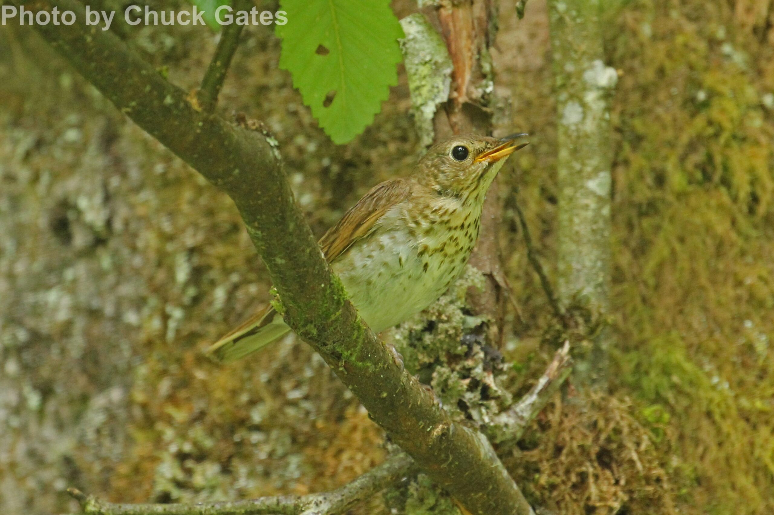 Swainson’s Thrush