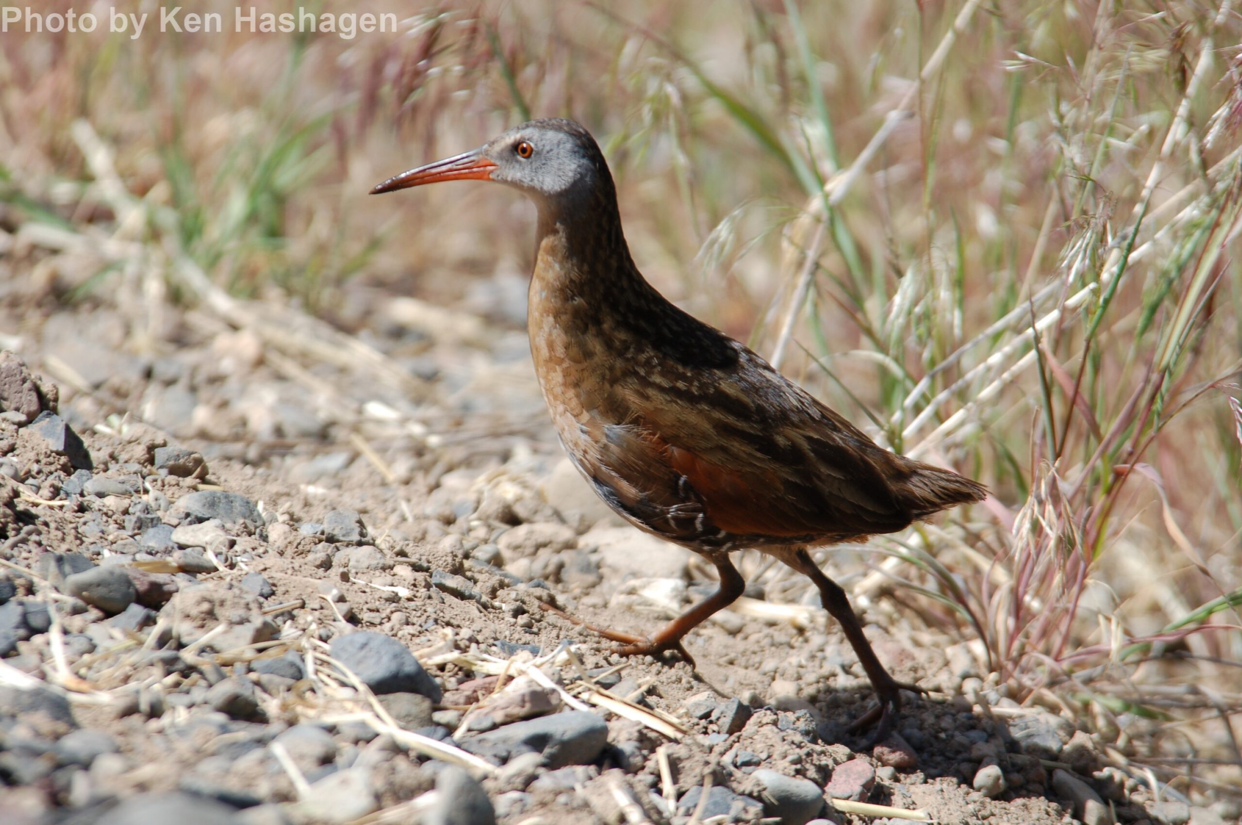 Virginia Rail