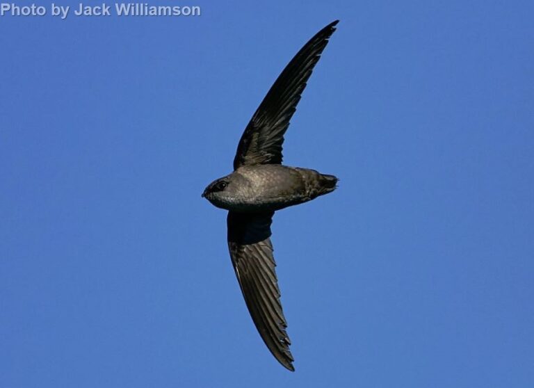 Vaux’s Swift