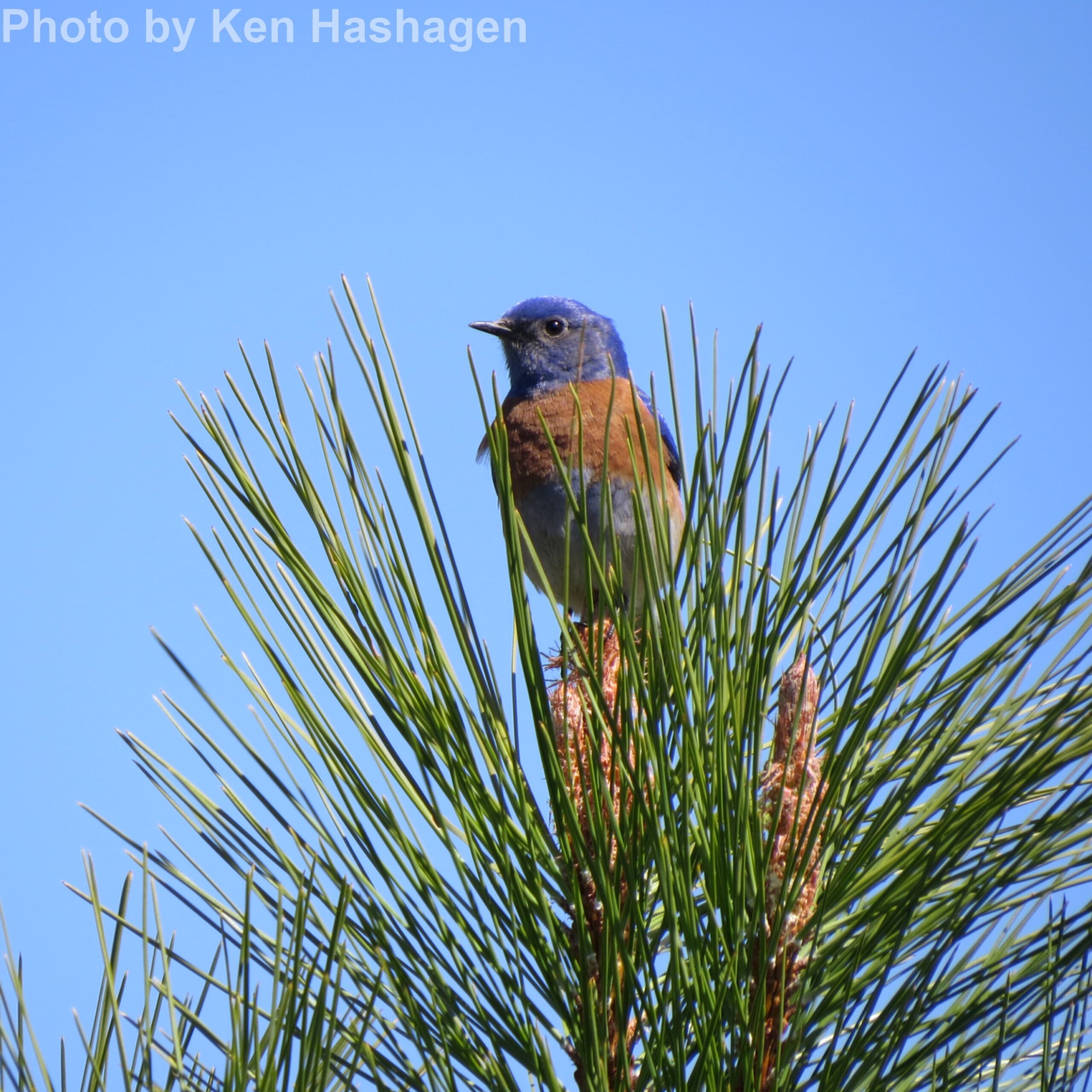 Western Bluebird