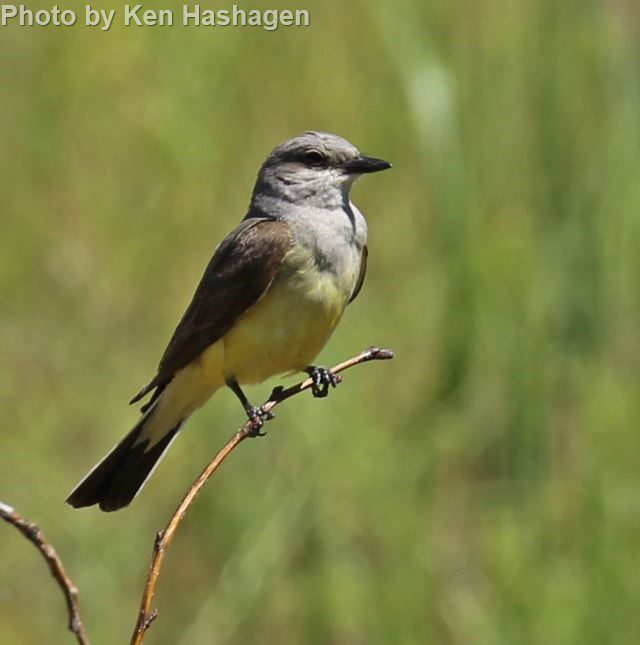 Western Kingbird