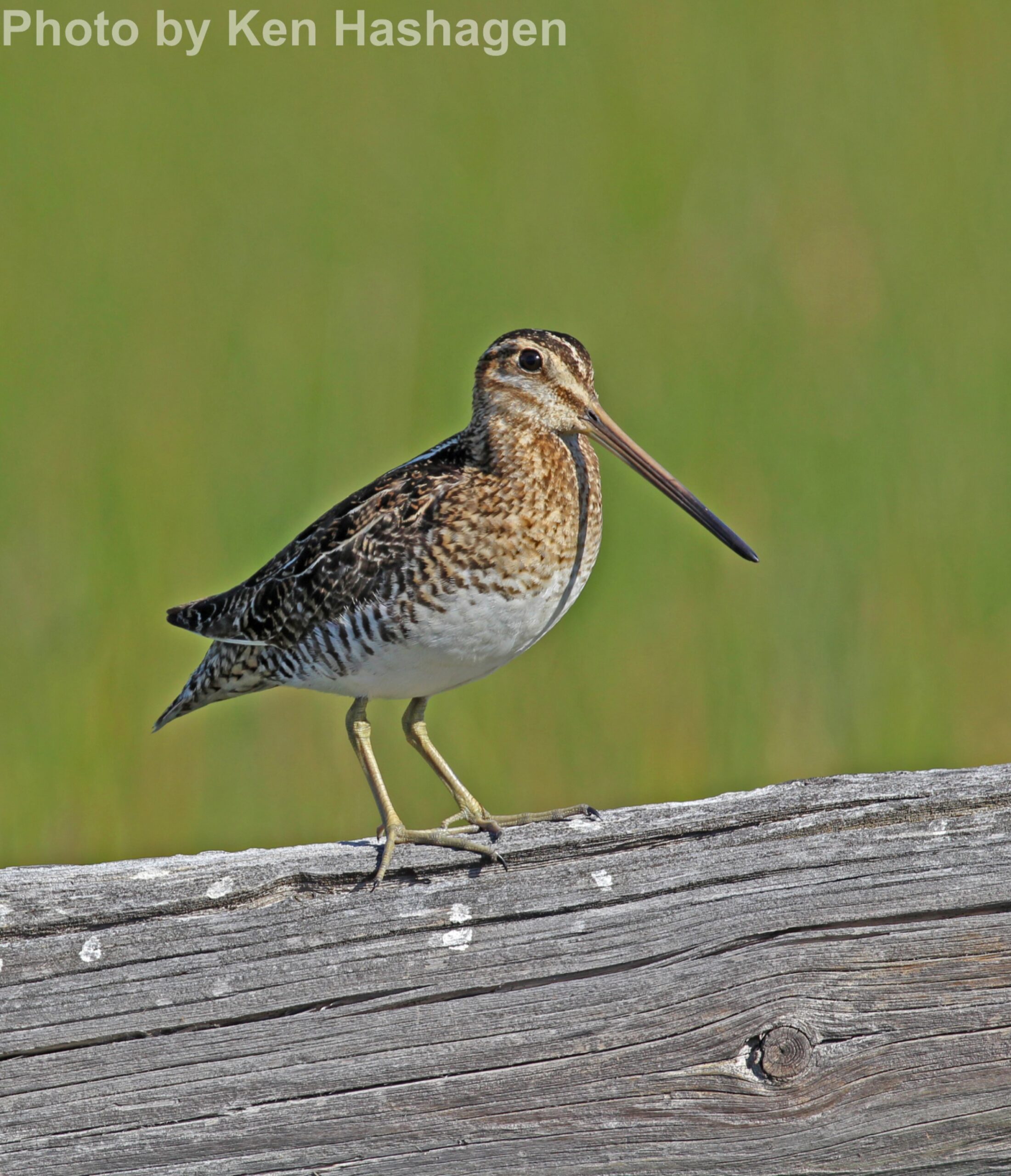 Wilson’s Snipe