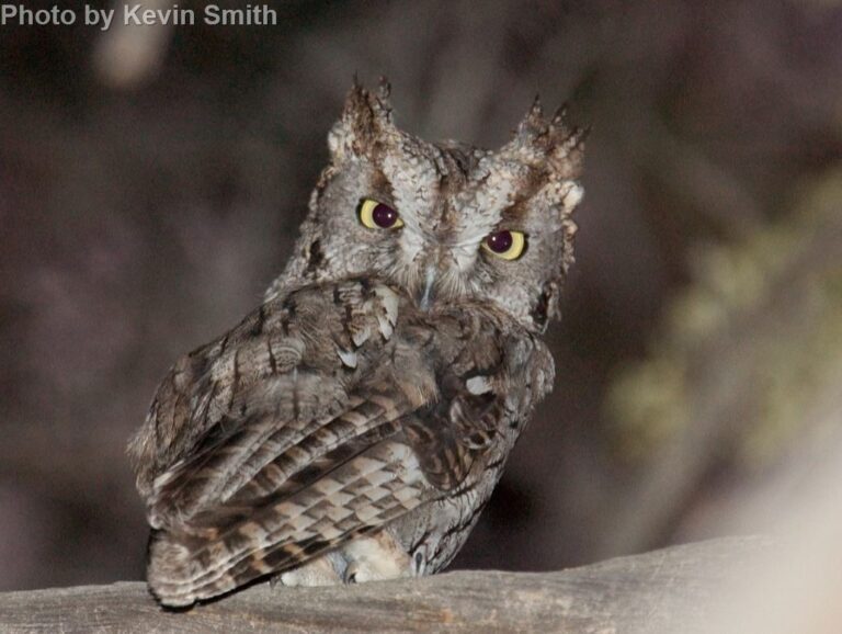 Western Screech-Owl