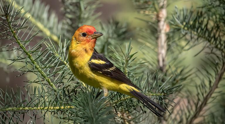 Western Tanager