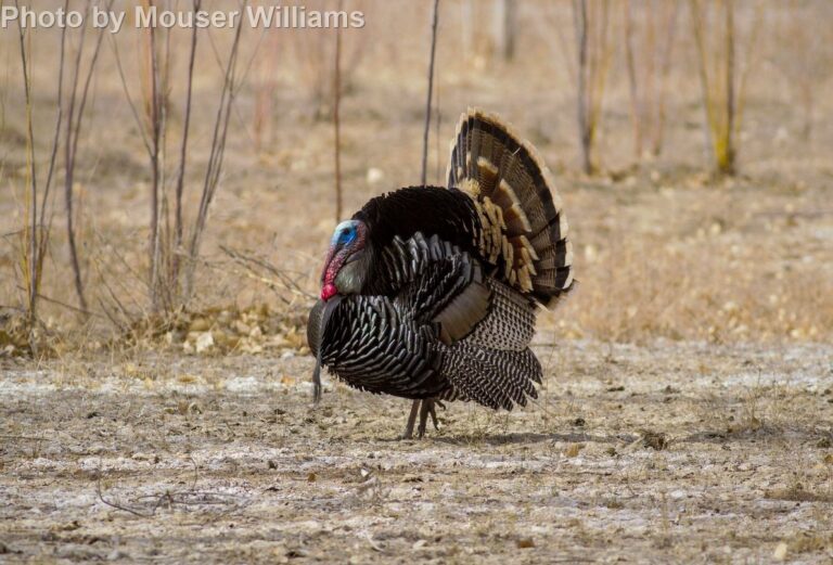 Wild Turkey