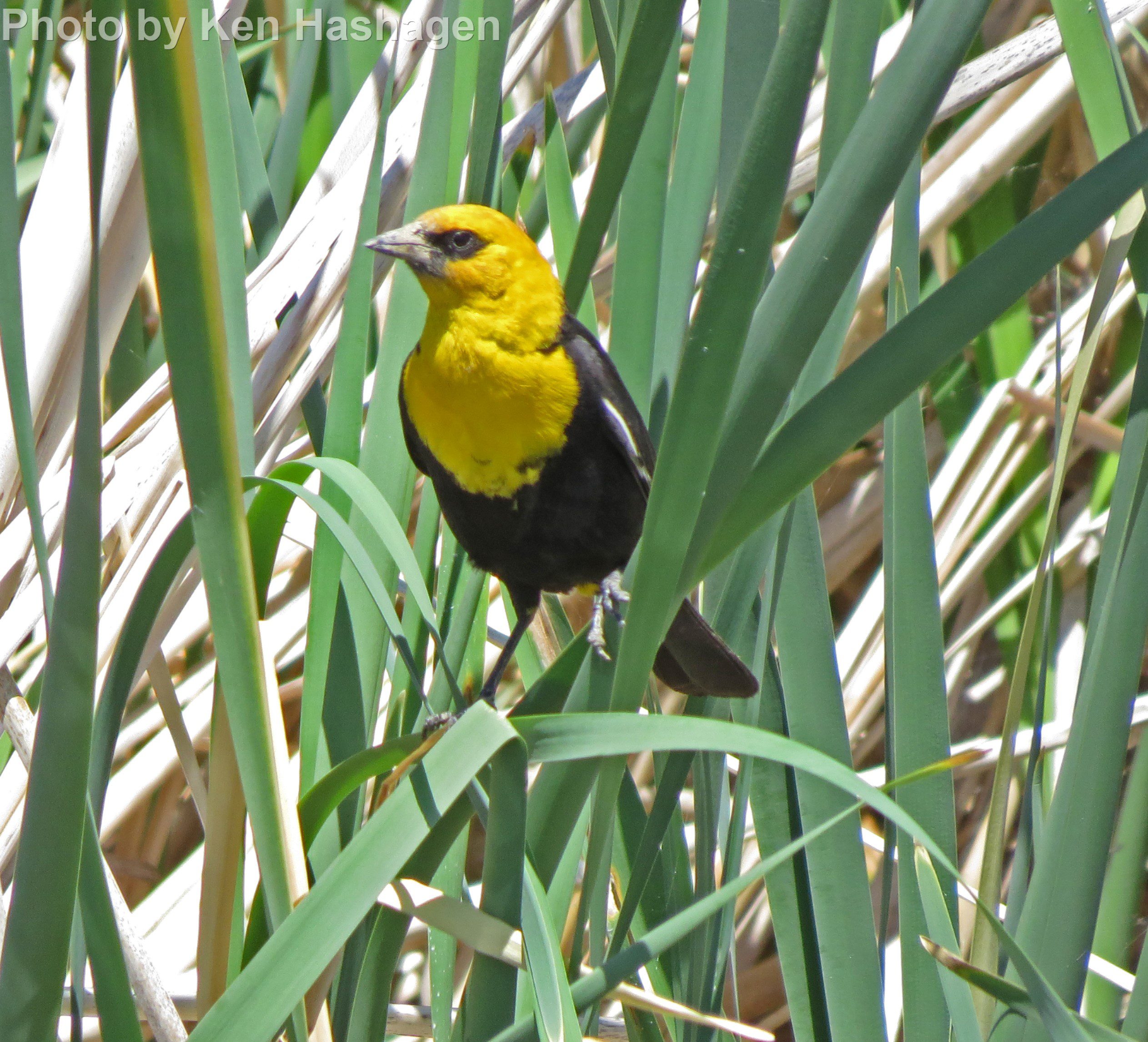 Yellow-headed Blackbird