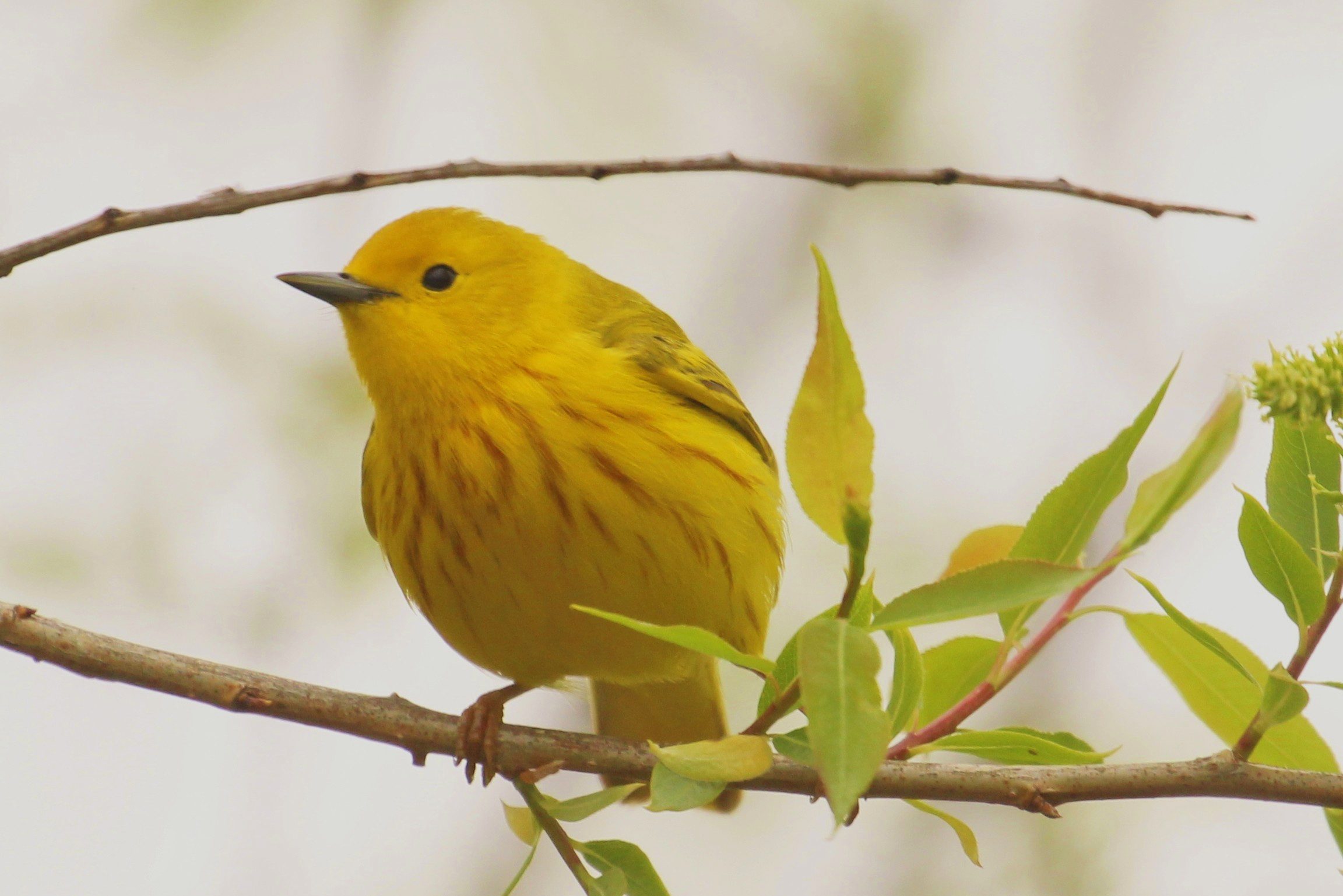 Yellow Warbler