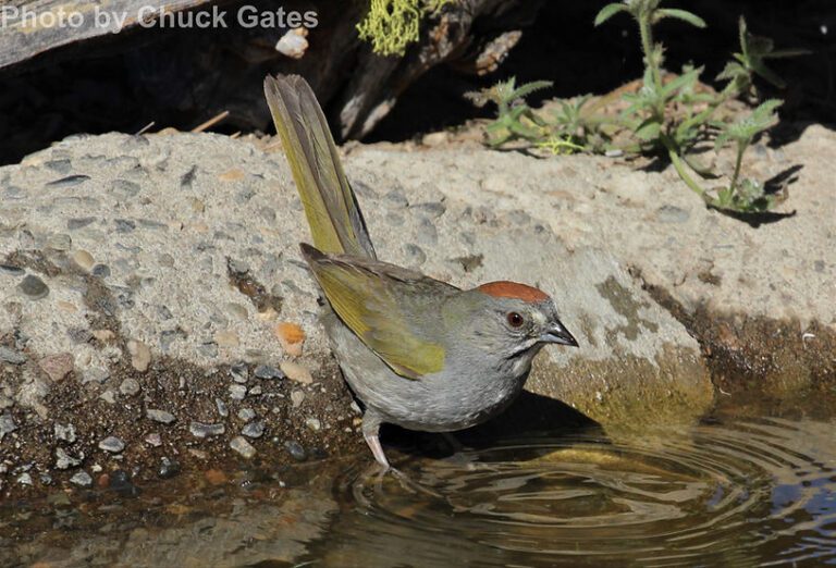 Green-tailed Towhee