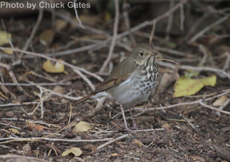 Hermit Thrush