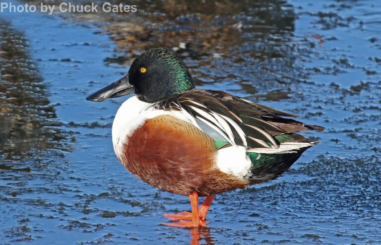 Northern Shoveler