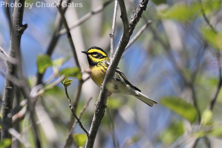 Townsend’s Warbler