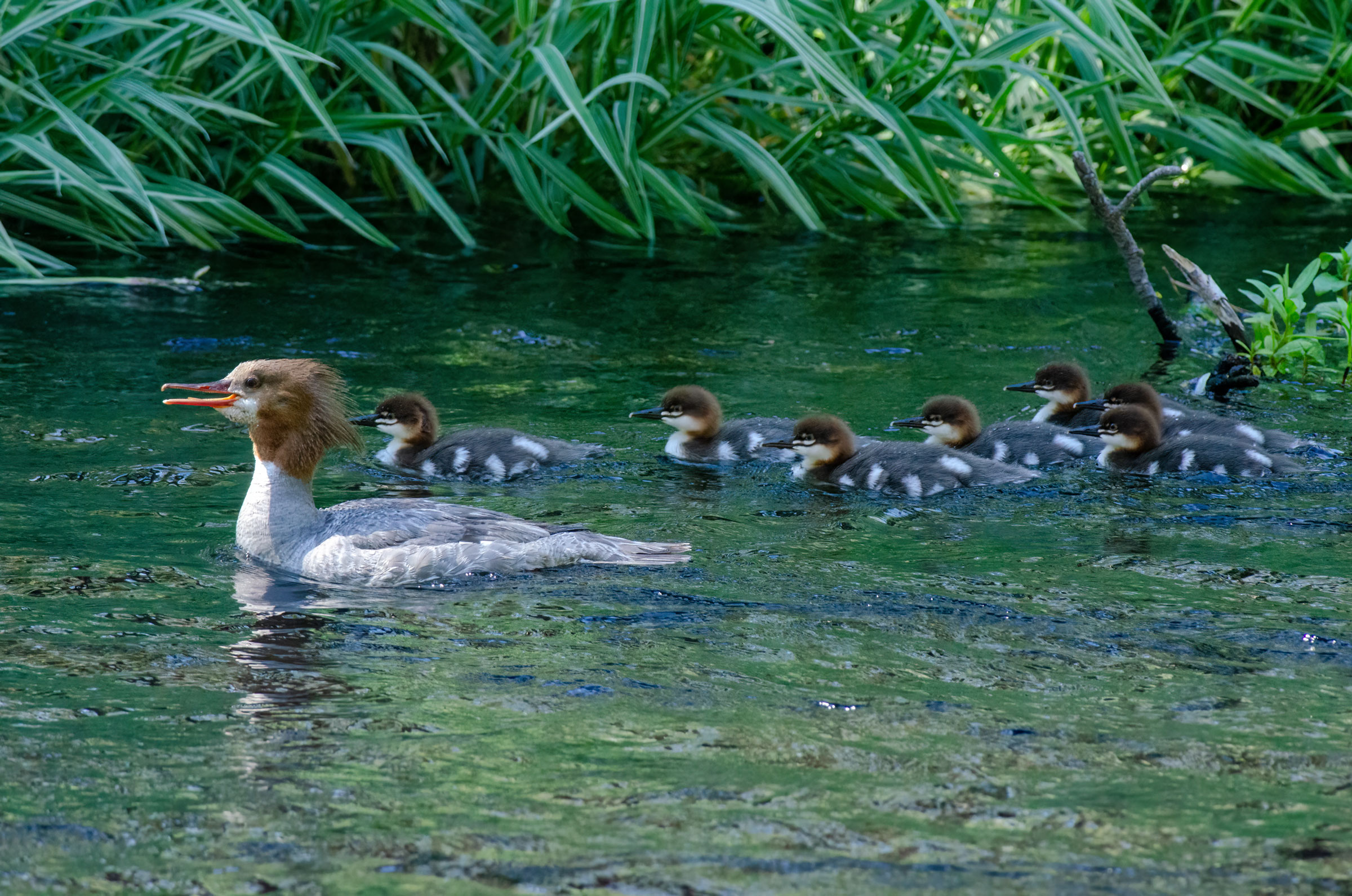 Common Merganser family (photo Tom Crabtree)