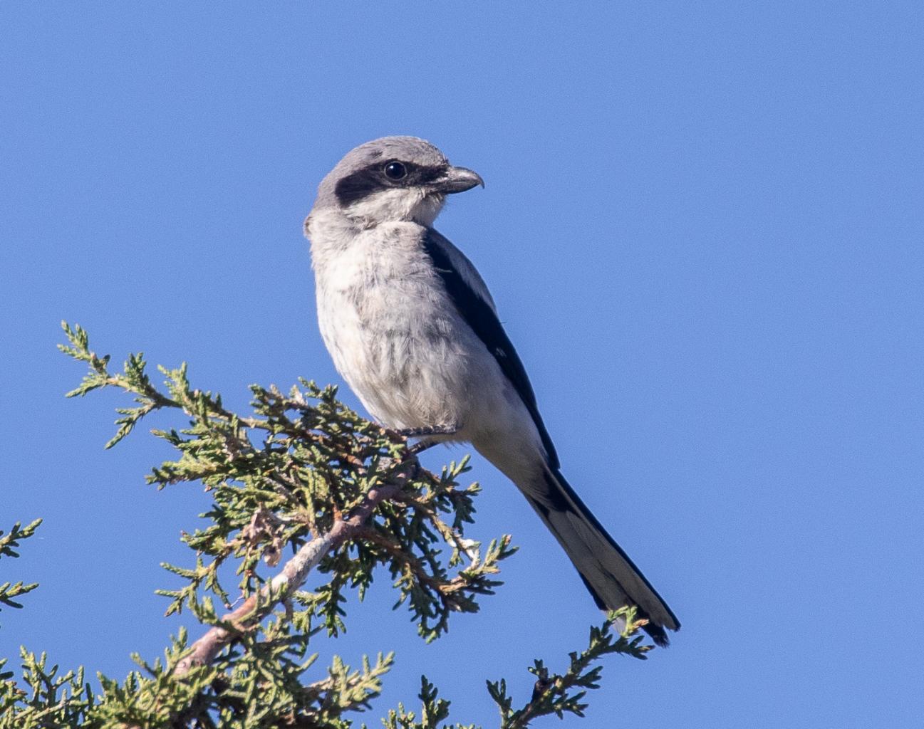 Loggerhead Shrike, Chuck Gates