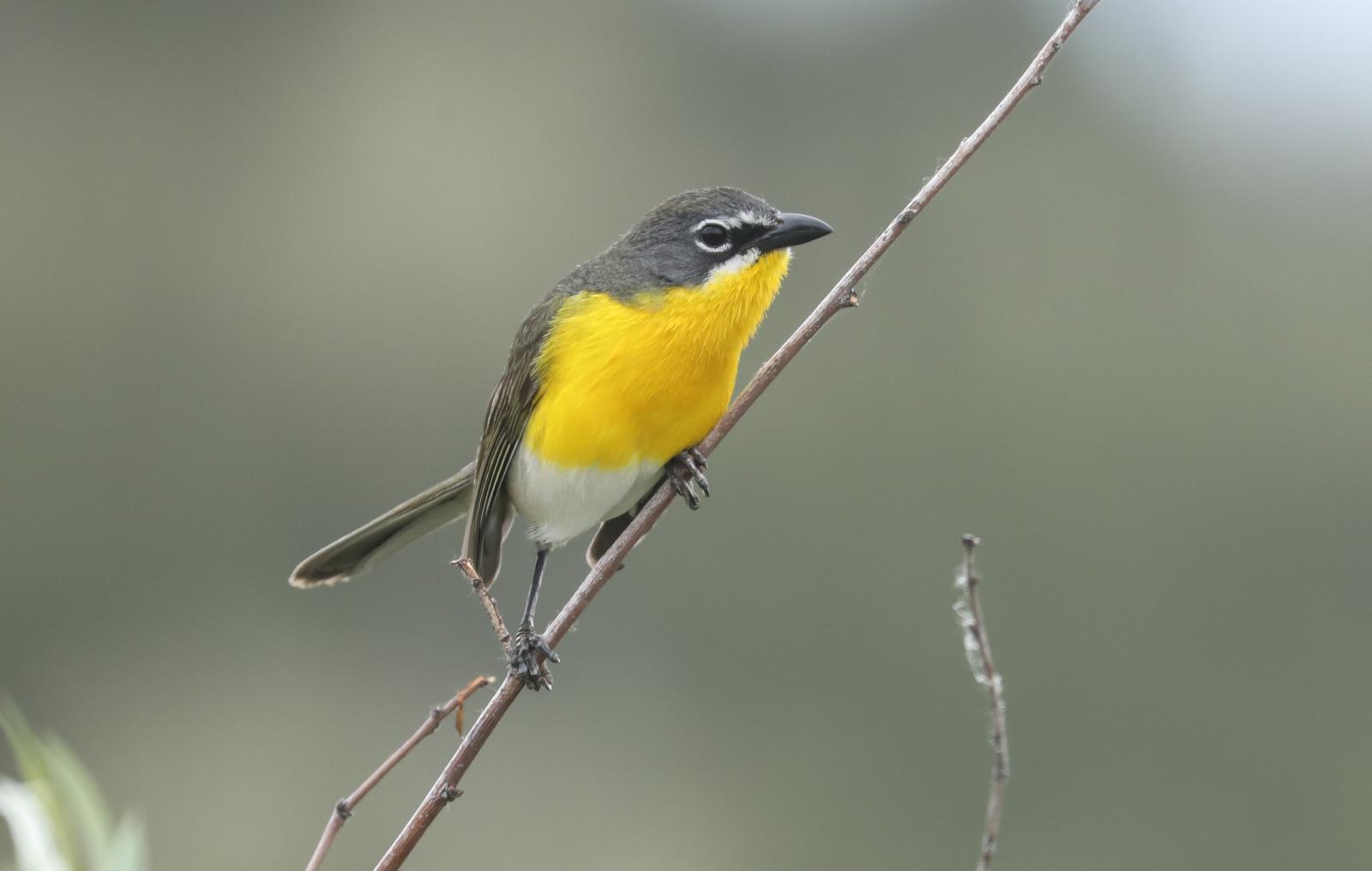Yellow-breasted Chat Photo courtesy of Chuck Gates