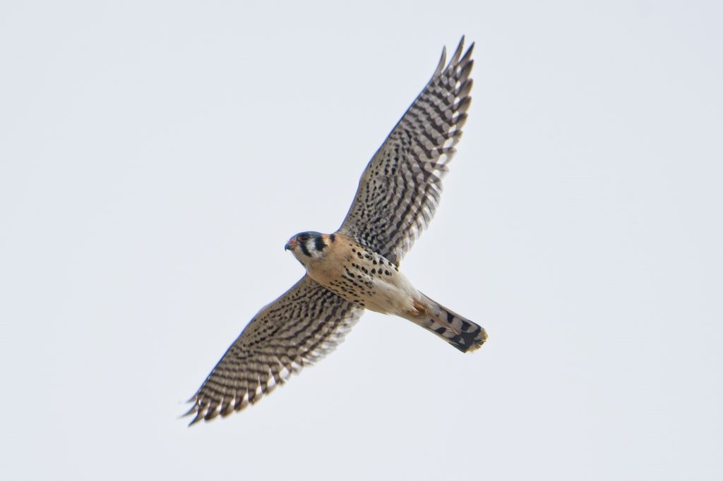 American Kestrel, photo by Jim Moodie