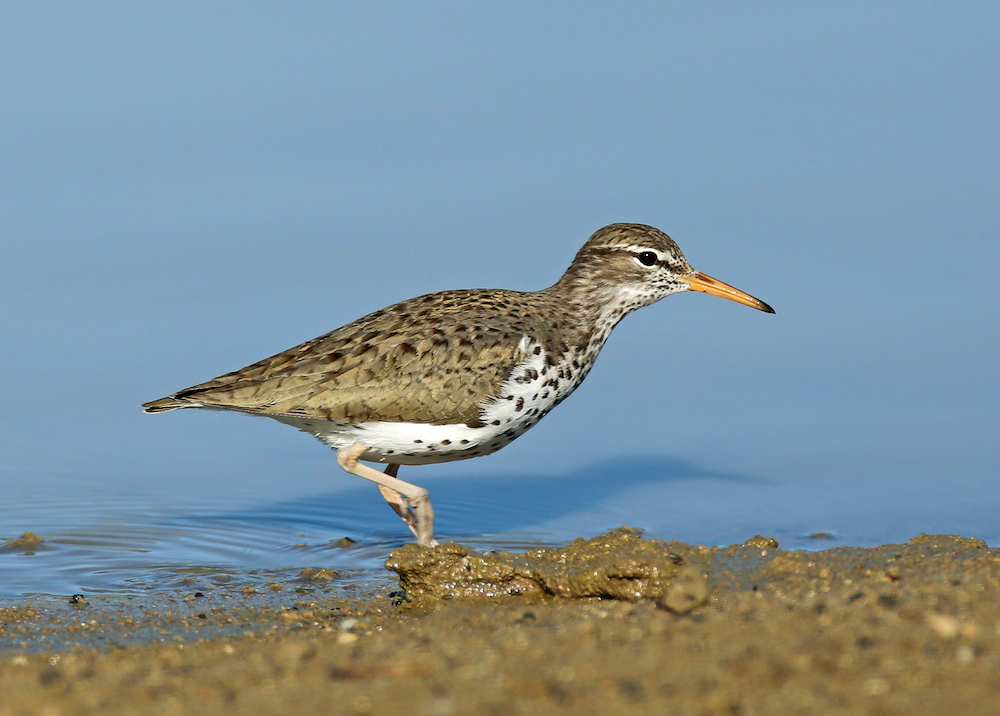 Volunteer Opportunity for Summer Lake Shorebird Survey