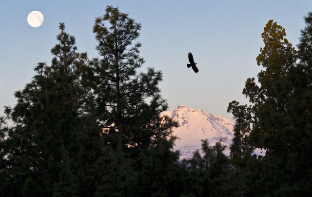 Golden Eagle Nest on Whychus Creek