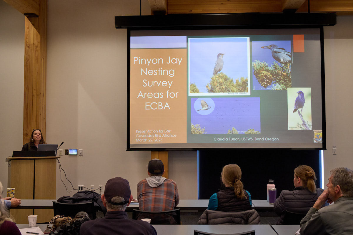 Pinyon Jay Project Training Spring 2025 Photo Courtesy of Abbott Schindler