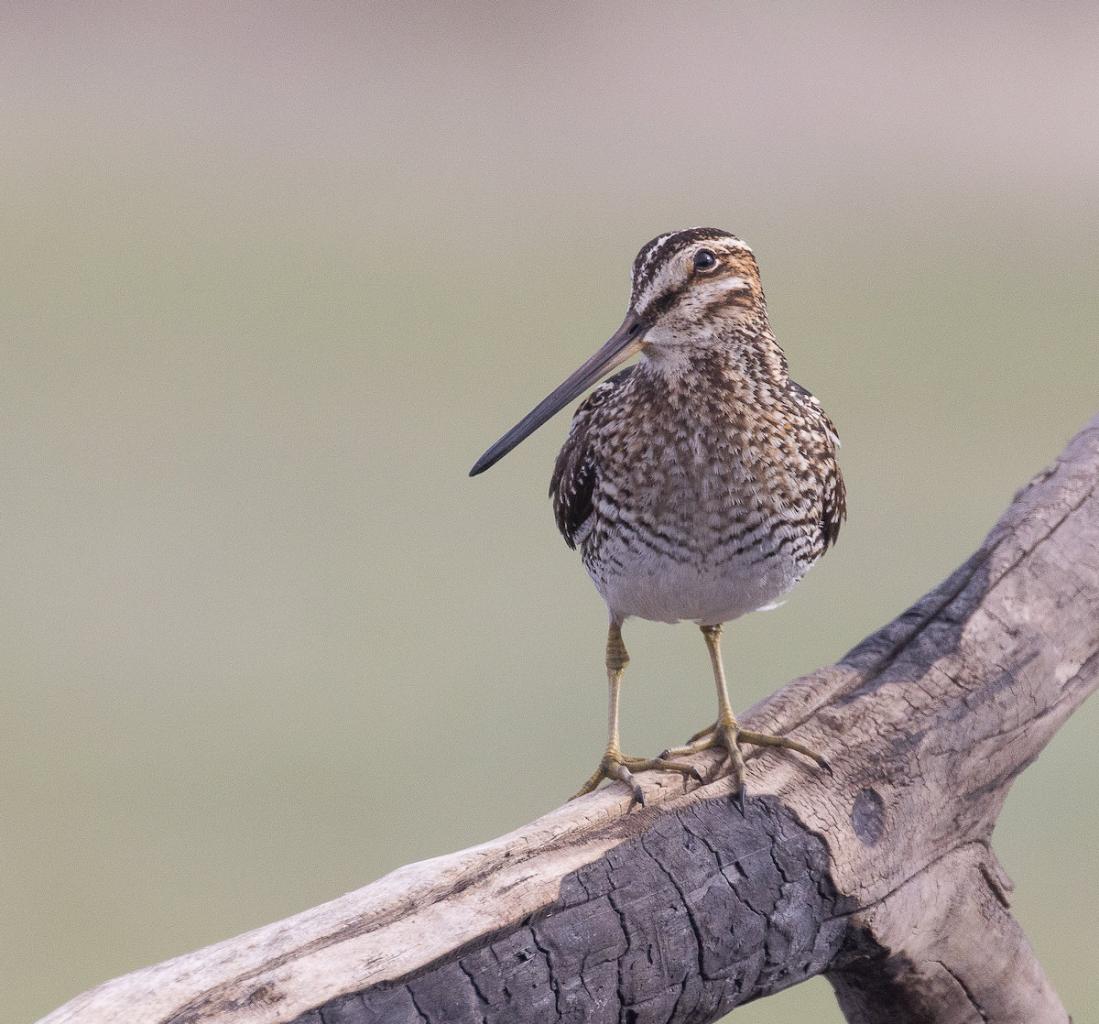 Wilson's Snipe Photo courtesy of Chuck Gates
