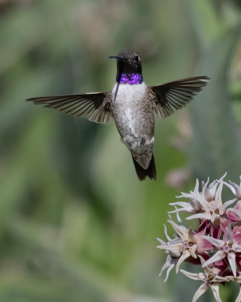 Flying black chinned hummingbird Barb Rumer