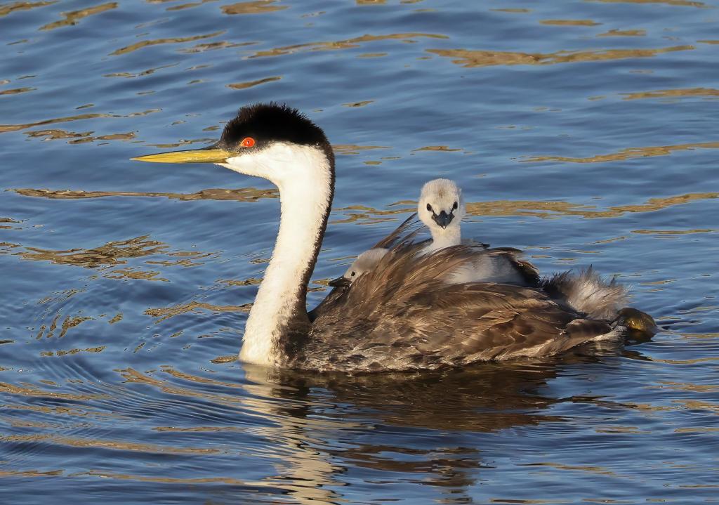 Western Grebe and Young, photographer, Chuck Gates.