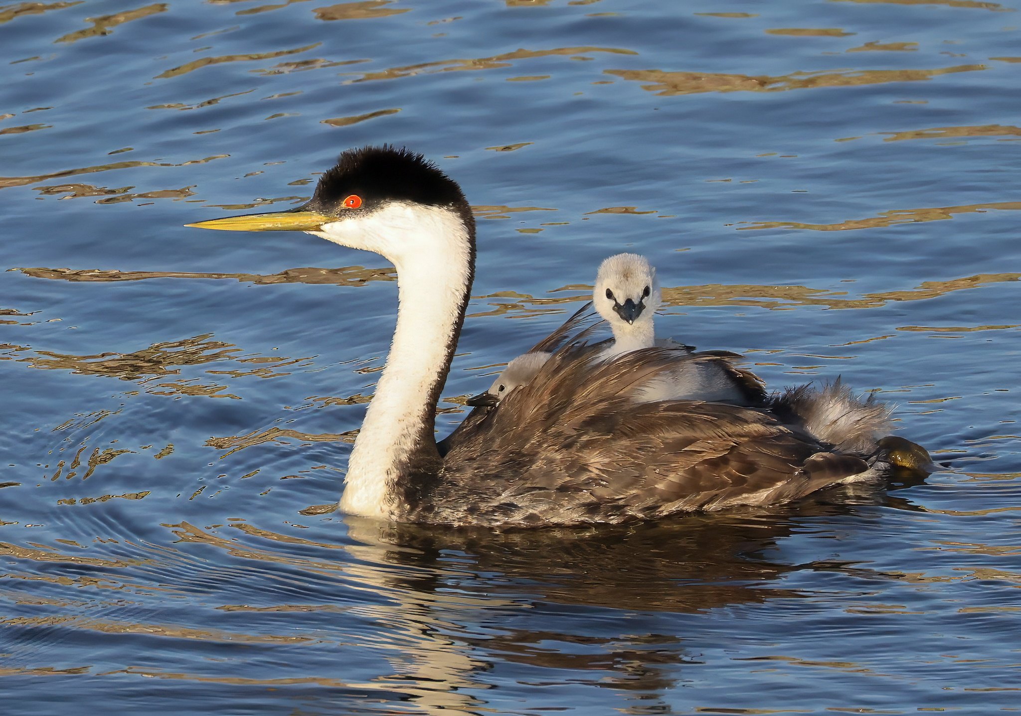 Western Grebe and Young, photographer, Chuck Gates.