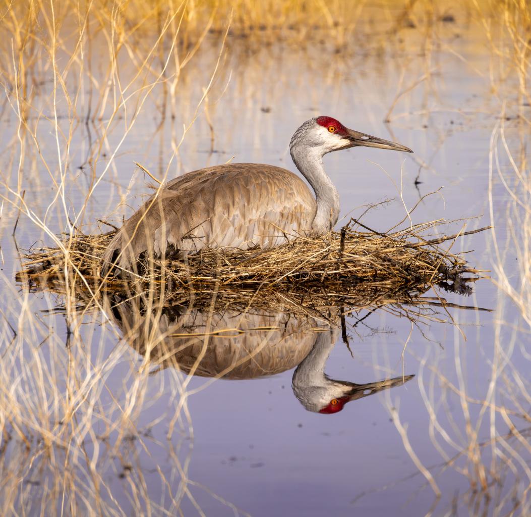 Sandhill Crane on Nest Photo courtesy Lane Wintermute