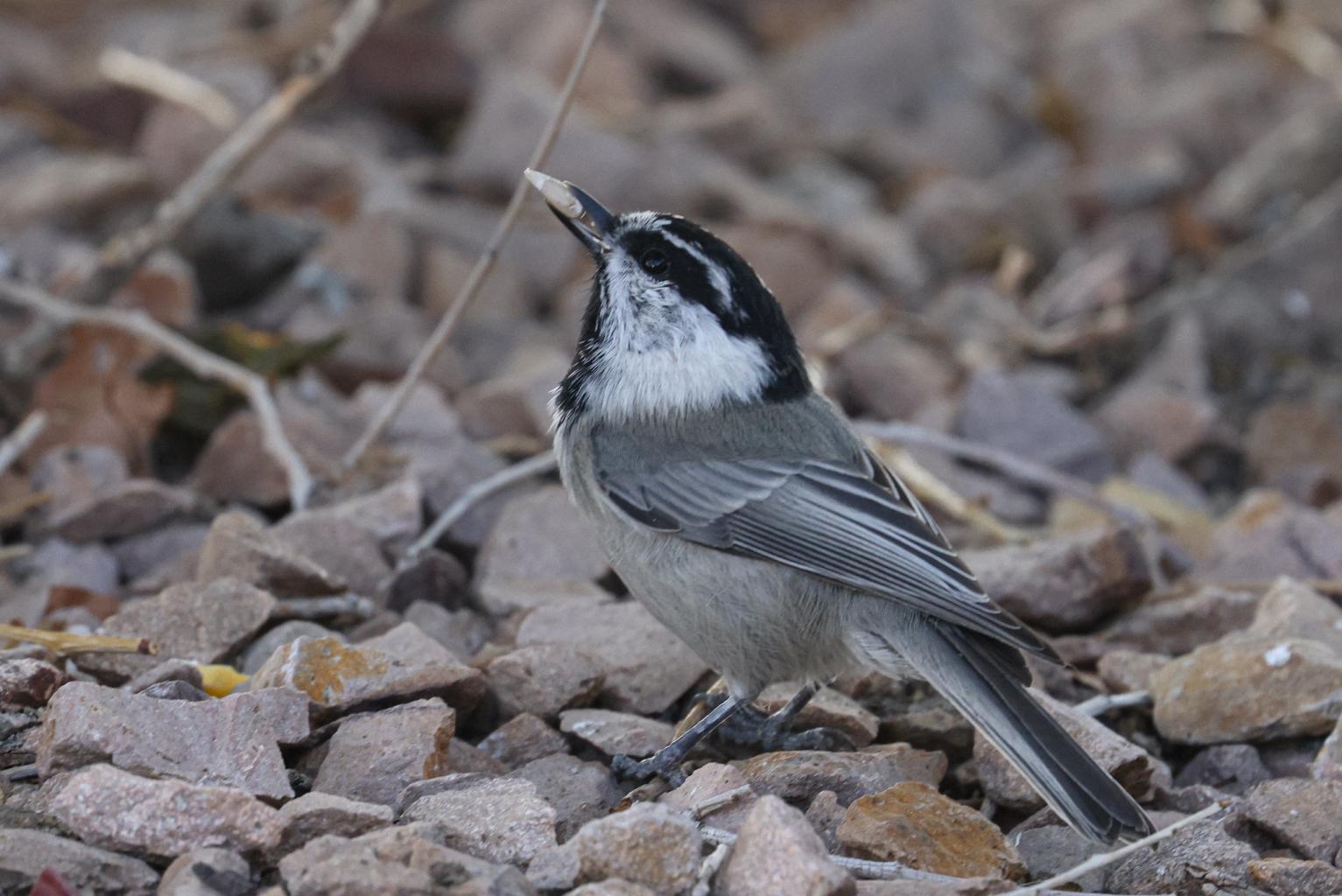 Mt Chickadee, photographer, Chuck Gates